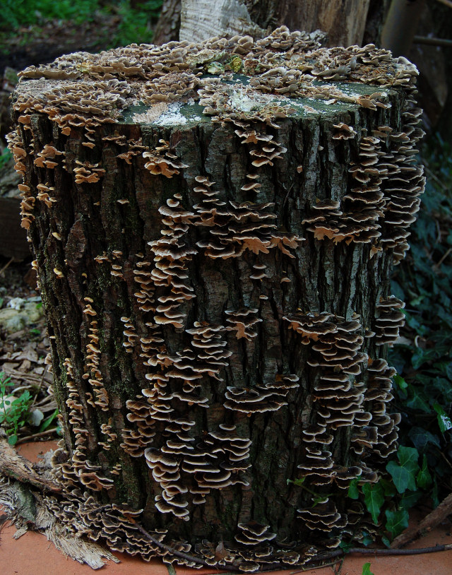 Un giretto tra le quercie